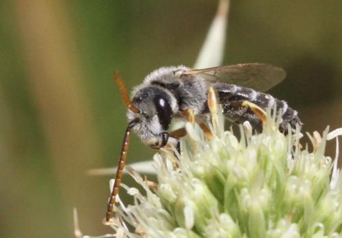 Réf. 223 400 : Halictus compressus